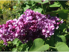 ������ ��������