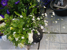 IMG 20190716 182945.jpg