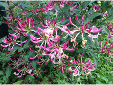 ��������� ��������