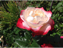 ���� ����������