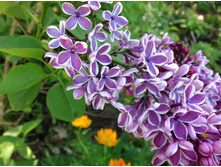 ������ ��������