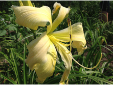 �������� ������� ����� �� �����