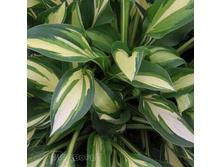 �������� ���� ���� (���)