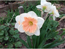 ������� ����