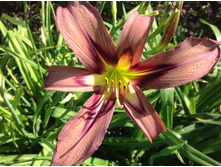 �������� ���� ��������