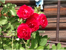 ��������� ���� ����������