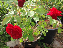 ���� ��������� �����