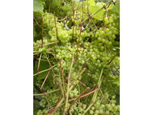 ������ ������� �������.