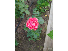 IMG 20190728 095808.jpg