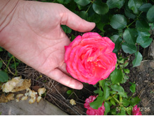 IMG 20190807 125825.jpg