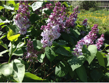 ������ ��������� �����