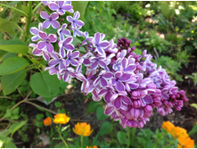 ������ ��������