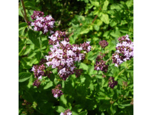 ������ �������*