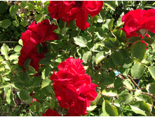 ���� ����� ������