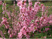 ������� ������������