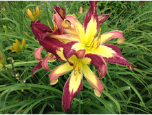 �������� ������