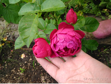 IMG 20190807 125725.jpg