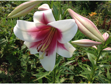 ����� ���������