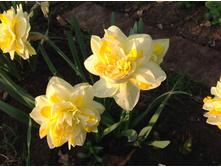 ���� ��������