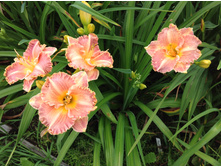 �������� �������� ���������