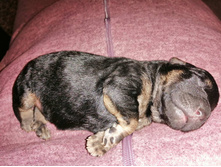 �������))