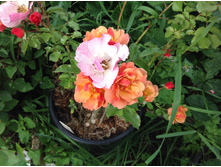 ���� �������������� ����