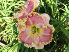 �������� ������