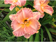 �������� �������� ���������