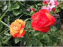 ���� ����� ������   ����������