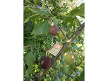 2019-07-22-063.jpg  �����  �������.