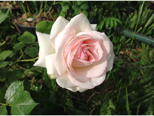 ����� �����