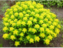 ������� ��������������*