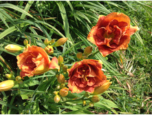 �������� ���� �����