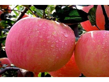 ������ ���� ������ ���������* �4 450�