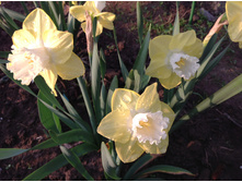 ������� ���� �����