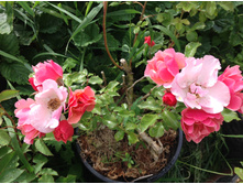 ���� �������������� ����