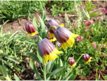 ������ �����������