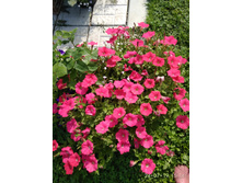 IMG 20190724 151442.jpg
