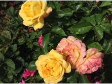 ���� �������