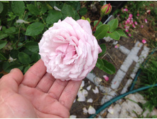 ���� ����������������   ����������