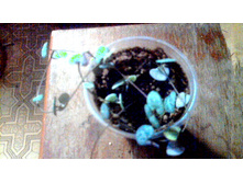 ��������� ����(�������������)