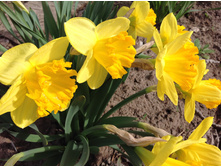 ������� �����