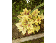 ���������� ������ ����� (Golden Zebra),150�. ���� 3��.