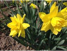 ������� ������ �����