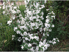 ������ ���������� ��������