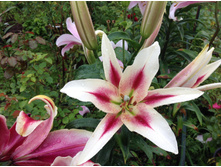 ����� �����