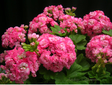 Grainger's Antique Rose - 300