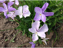 ������ ���������