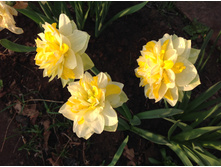 ���� ��������