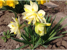 ������� �. �������